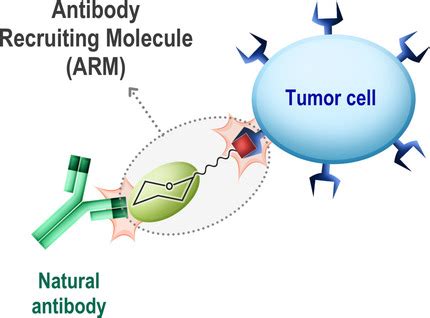 Multifunctional Glycoconjugates for Recruiting Natural Antibodies 